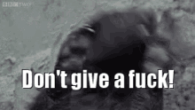 Honey-Badger.gif Honey-Badger.gif