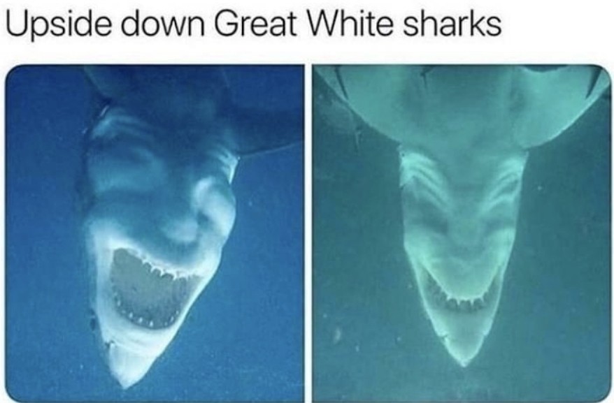Sharks-Upside-Down.jpg Sharks-Upside-Down.jpg