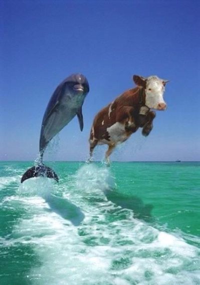 cow-gets-to-swim-with-the-dolphins.jpg cow-gets-to-swim-with-the-dolphins.jpg