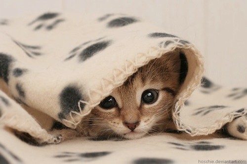 Kitten_large.jpg Kitten_large.jpg