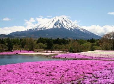 shibazakura-mont-fuji.jpg shibazakura-mont-fuji.jpg