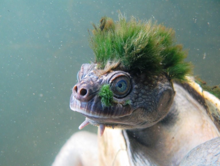 13TURTLE-master768.jpg